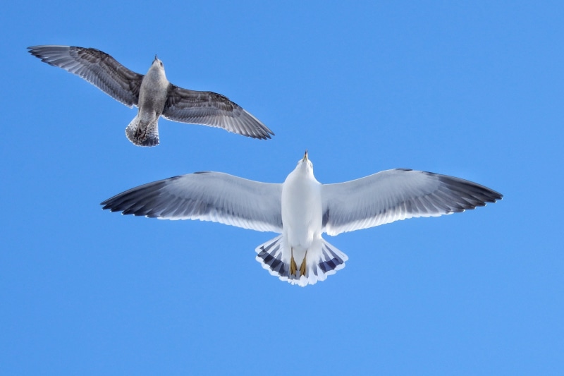 animal wildlife, mid-air, animal wing, bird, sunny, no people, day, nature, Seagull, Animal, sky, Sea Gull, seabird, wild animal, motion, clear sky, animal body part