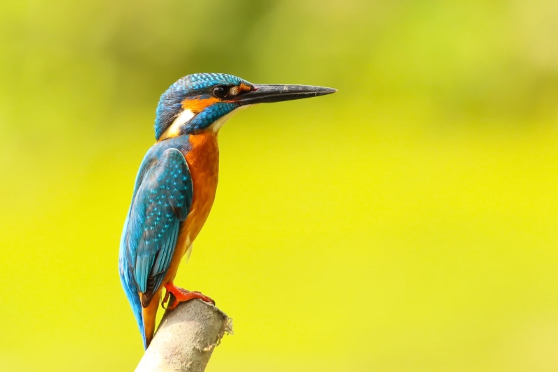 focus on foreground, wing, colorful, rainforest, animals In The Wild, beak, animal wildlife, trunk, one animal, yellow, beauty in nature, orange, perched