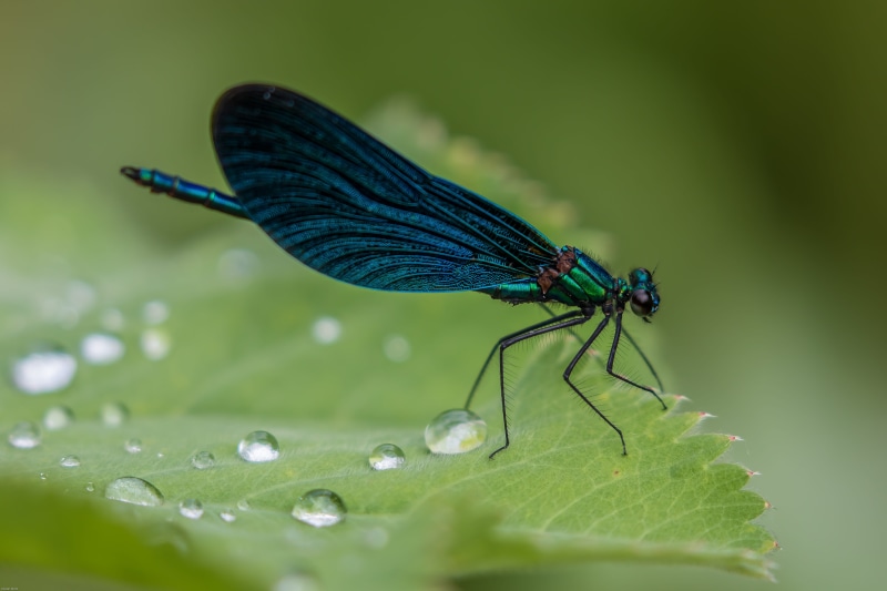 blue-winged demoiselle, close, blue, damselfly, animal wing, outdoors, blue dragonfly, shallow focus, animal wildlife, photography, water, selective focus