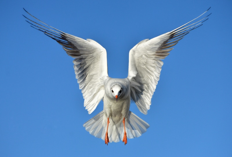 seagull, birds, heaven, animal wildlife, vertebrate, dom, wings, beauty in nature, flapping, animals, close up, animal, 5K, blue, one animal, feather