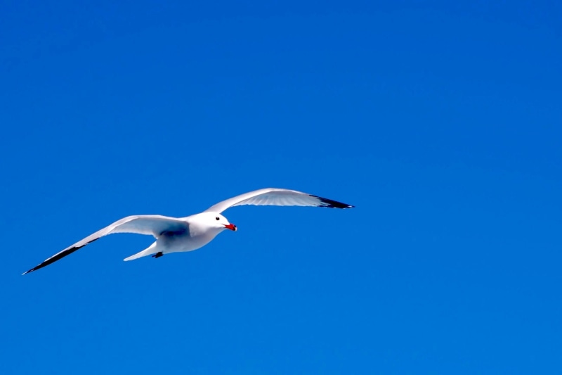 no people, animal themes, full length, flying, vertebrate, sky, animal, white color, blue background, sea Bird, animals in the wild, animal body part, mid-air