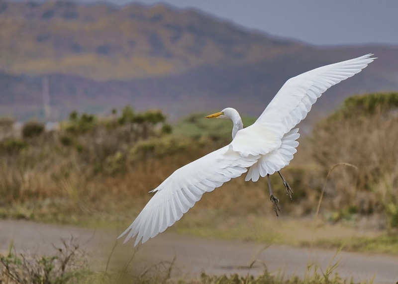 no people, egret, feather, white color, sky, day, animal body part, animal themes, heron, green, animals In The Wild, animal wildlife, animal Wing, outdoors