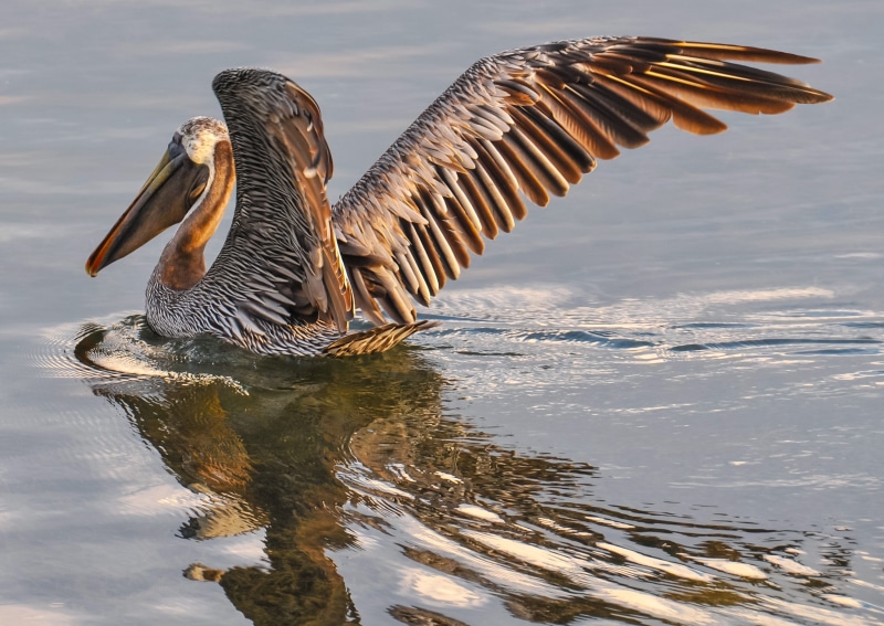 water bird, body, group of animals, no people, lake, day, feather, spread wings, daytime, one animal, beauty in nature, 4K, outdoor, coast, vertebrate