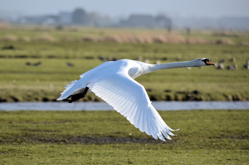 1080P, wild, white, daytime, focus, wings, wildlife, beak, fly, feather, animal wing, bird, animals in the wild, goose, mammal, wilderness, vertebrate