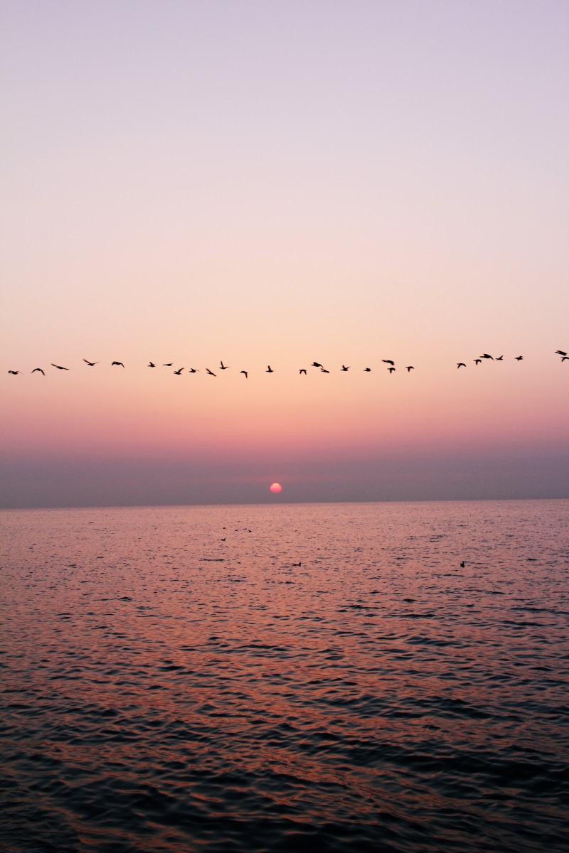 group Of Animals, wildlife, flying, sea, Tag, sunset, flock, sunset  sundown, seagull, sky, 5K, water, nature, animal, ocean, dusk, flock Of Birds, bird