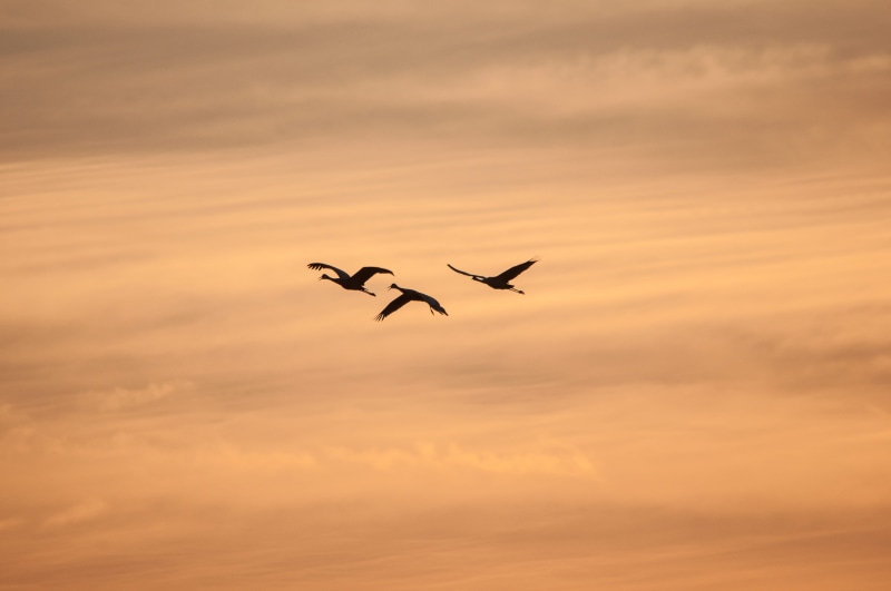 nature, bird, field, silhouette, scenics - nature, beauty in nature, one animal, cloud - Sky, sand, mid-air, vertebrate, brids, flying, black birds, orange color