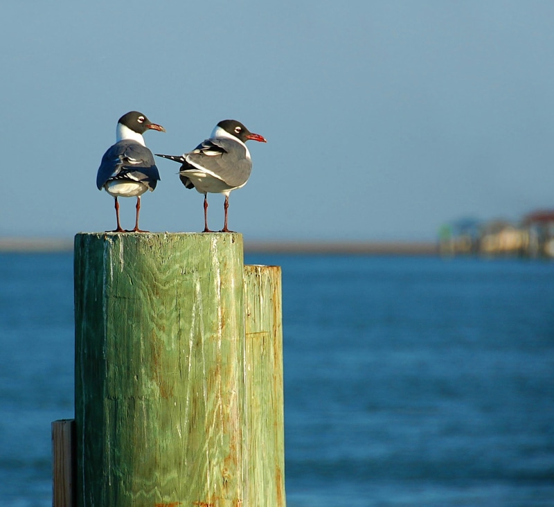 plumage, fauna, animal wildlife, animal themes, florida, waterbird, wooden post, gray, avian, wildlife, wing, 1080P, sky, post, white, focus on foreground