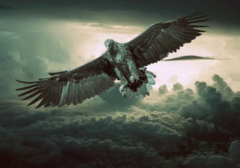 animals in the wild, bird of prey, vertebrate, one animal, animal wildlife, vulture, animal wing, brown, eagle - bird, sky, bird, nature, animal, no people