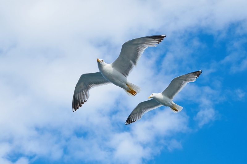 sky, two animals, white, low angle view, animal portrait, loves nature, fly, clouds, Gulls, no people, seagulls, group of animals, vertebrate, day, beautiful