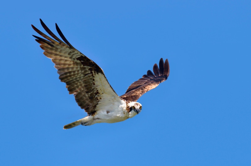 animal themes, daytime, sky, wings, nature, spread wings, flying, soaring, bird, animal, eagle, blue, fly, vertebrate, animal wildlife, eagle - bird, animal body part
