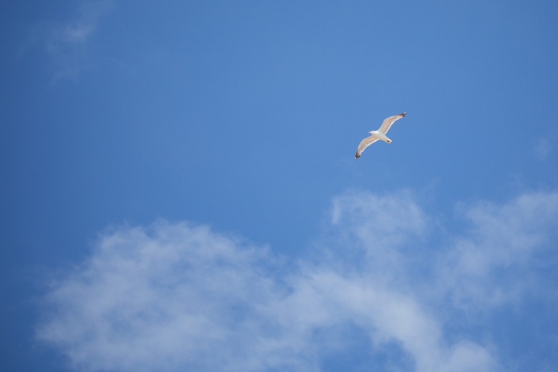one animal, environment, summer, bird, mid-air, outdoors, animal Wing, minimal, animal themes, animal body part, blue, Free as a Bird, cloud - Sky, freedom