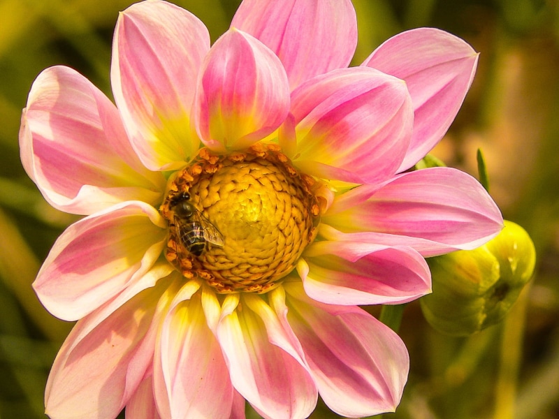 leaf, petal, flower, petaled, close, flower Head, yellow, beauty In Nature, focus, honey, photo, pink Color, Honey Bee, summer, 720P, pink, Kashmir, close-up
