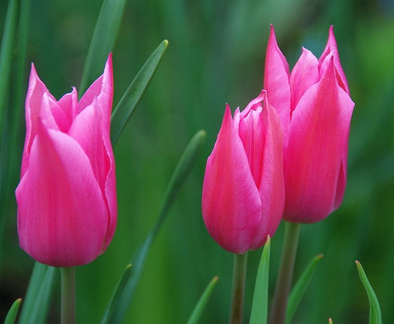 selective, Liliaceae, red, petal, flower Head, Tulips, flower, Nature, photography, Flowers, springtime, pink Color, tulip, Bulbs, Condition, Its All About