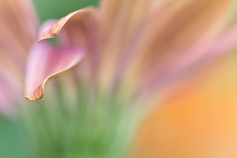pink, pink Color, macro, selective focus, petals, floral, plant, abstract, beauty In Nature, photography, daisy, closeup, leaf, flower, Colorado, selective