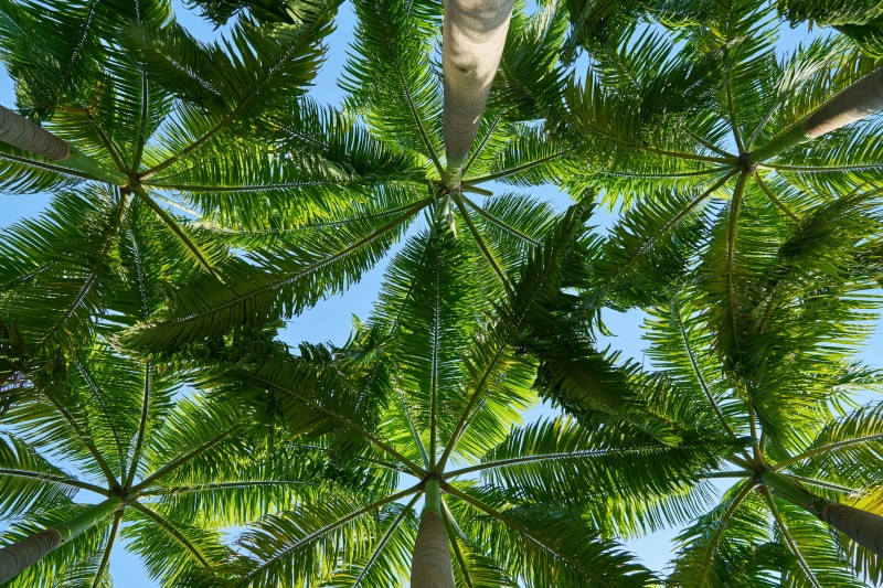 plant part, green color, trunk, outdoors, directly below, season, view, tropical climate, leaves, peace, landscape, no people, tropical tree, 5K, coconut palm tree