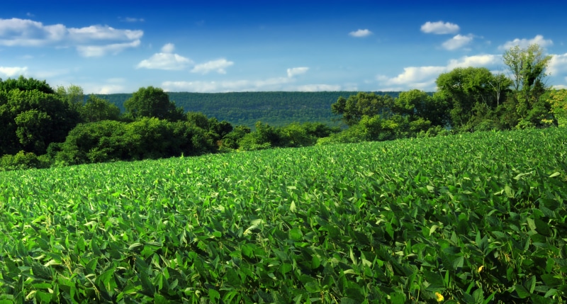 Knowlton Township, Kittatinny Mountain, blue, Columbia, blue sky, trees, landscape, Warren County, Wildlife Management Area, sky, New Jersey, hills, rural Scene