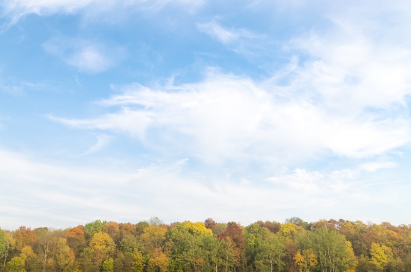 clouds, color, view, focus, 4K, beauty in nature, environment, pine, leaf, forest, growth, land, scenery, tree, outdoor, light, blue, change, rural, non-urban scene