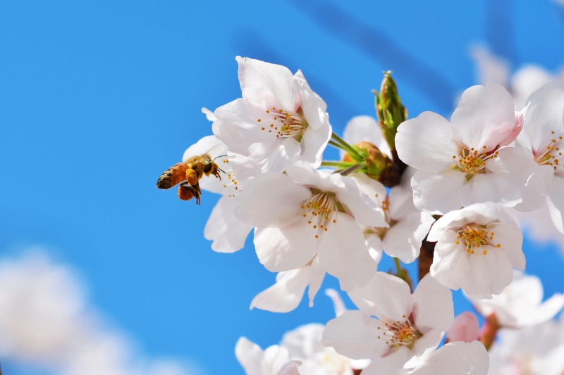 cherry tree, flowers and bees, no people, growth, plant, petal, beauty in nature, springtime, flower tree, and, pollination, fragility, wood, the same object tracking