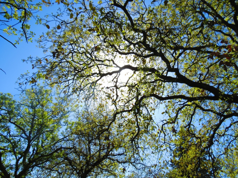 sky, view, soil, 4K, tree planting, grow, day, forest, directly below, no people, care, low angle view, worm, plant, outdoor, garden, green color, gardening