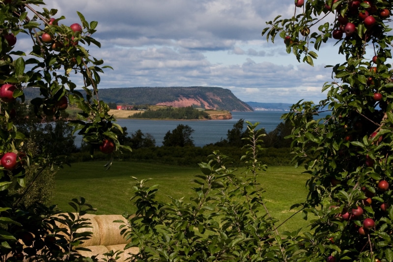 scenics - nature, blomidon, meadow, fresh, red, foliage, annapolis, trees, beauty in nature, vegetarian, 2K, outdoor, park, green, healthy, ocean, sea