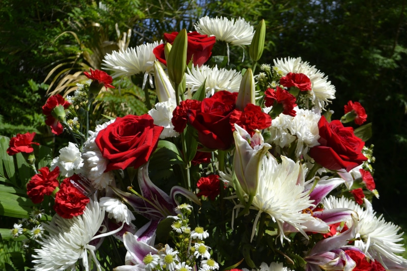 ecology, succulent, grow, arrangement, plant, rouge, freshness, floral, sunlight, pattern, red flowers, romance, botany, cultivated, backdrop, joy, botanic