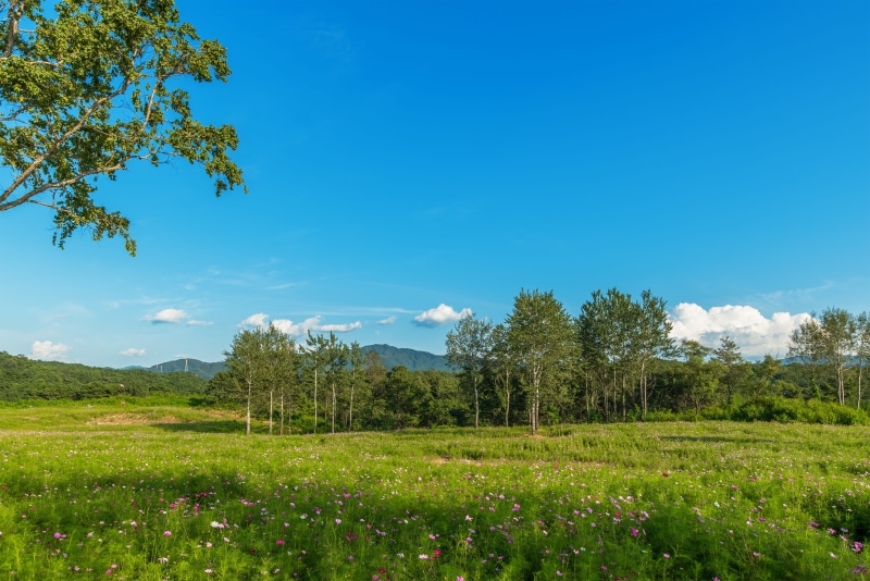 clear sky, iron garden, plant, cloud - sky, leafed, forest, day, a, the us one too, 4K, country, willow, green, growth, plants, sky, autumn leaves, gangwon do