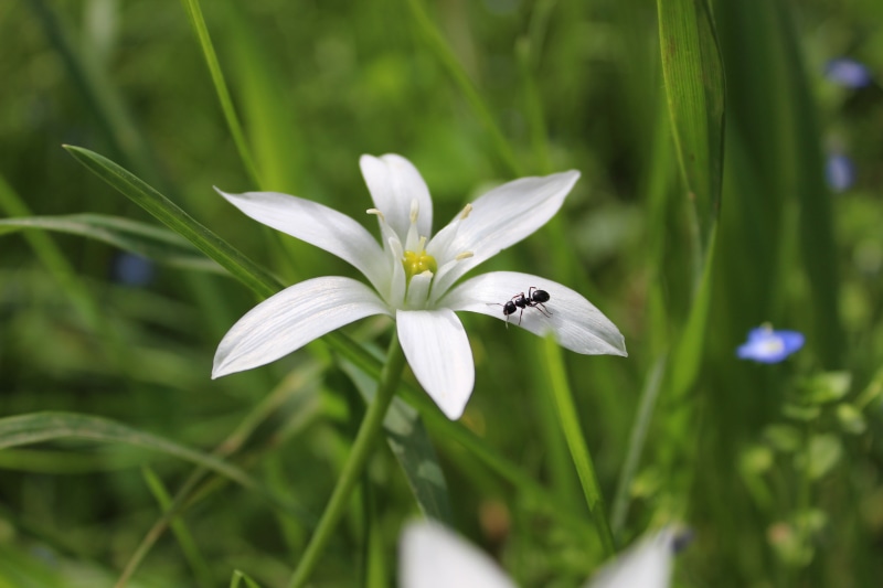 ant, white color, flower head, star, animals in the wild, lights, pollination, marguerite, flowering plant, jacaranda blossoms, vulnerability, fragility
