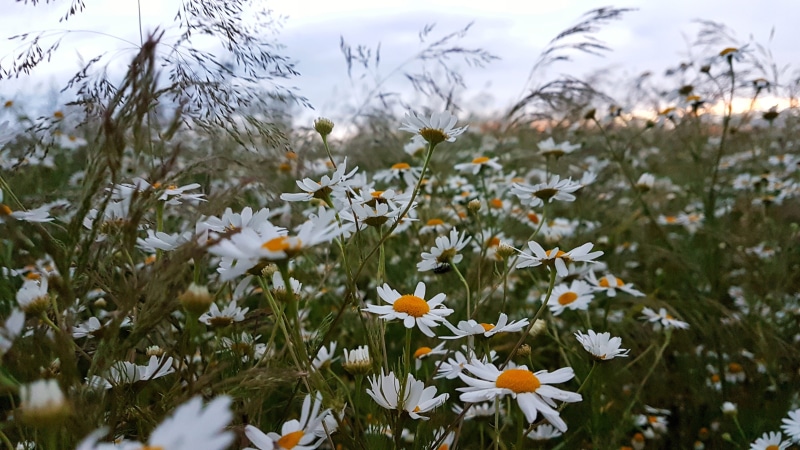 grass, natural, garden, summer, petal, colorful, park, gift, meadow, outdoor, cloud, land, focus on foreground, beauty in nature, season, one, sky, nature