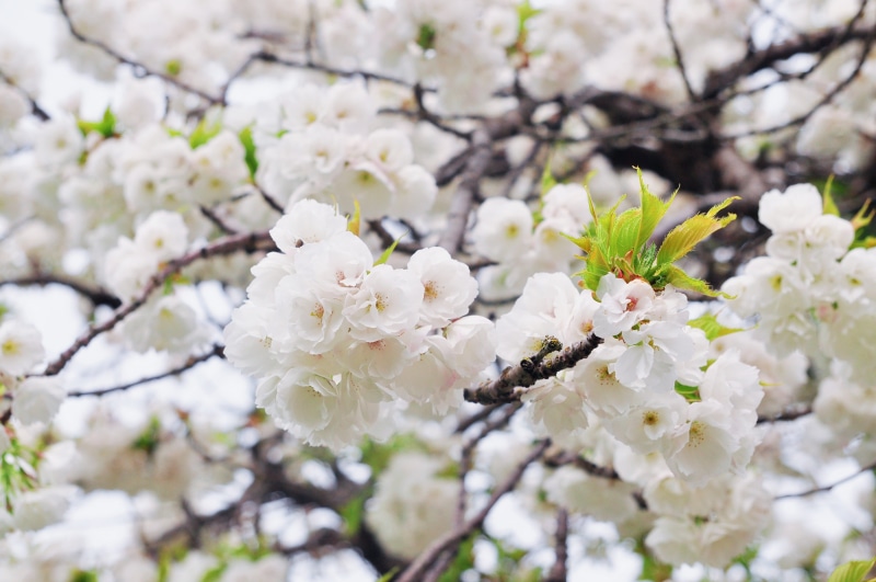 no people, wild, bud, cherry blossom, bunch of flowers, sunlight, bloom, color, ecology, botanical, organic, floral, grass, colorful, bright, plant, plum
