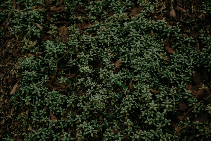 wood, shrub, plant part, tree, day, mother nature, nature, garden, bokeh, abstract, food, herb, beautiful, flower, land, leaf, growth, sunset, aromatic