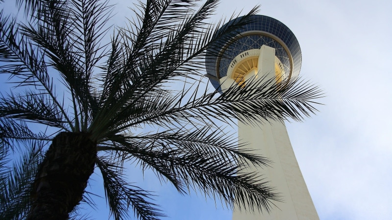date palm tree, coconut palm tree, leaf, tall - high, tropical climate, day, directly below, clear sky, plant, nature, outdoors, casino, low angle view