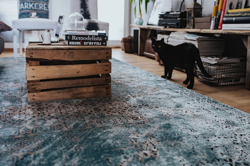 blue carpet, design, carpet, animal themes, furniture, living, box, home interior, no people, old-fashioned, vertebrate, one animal, pets, blue, light