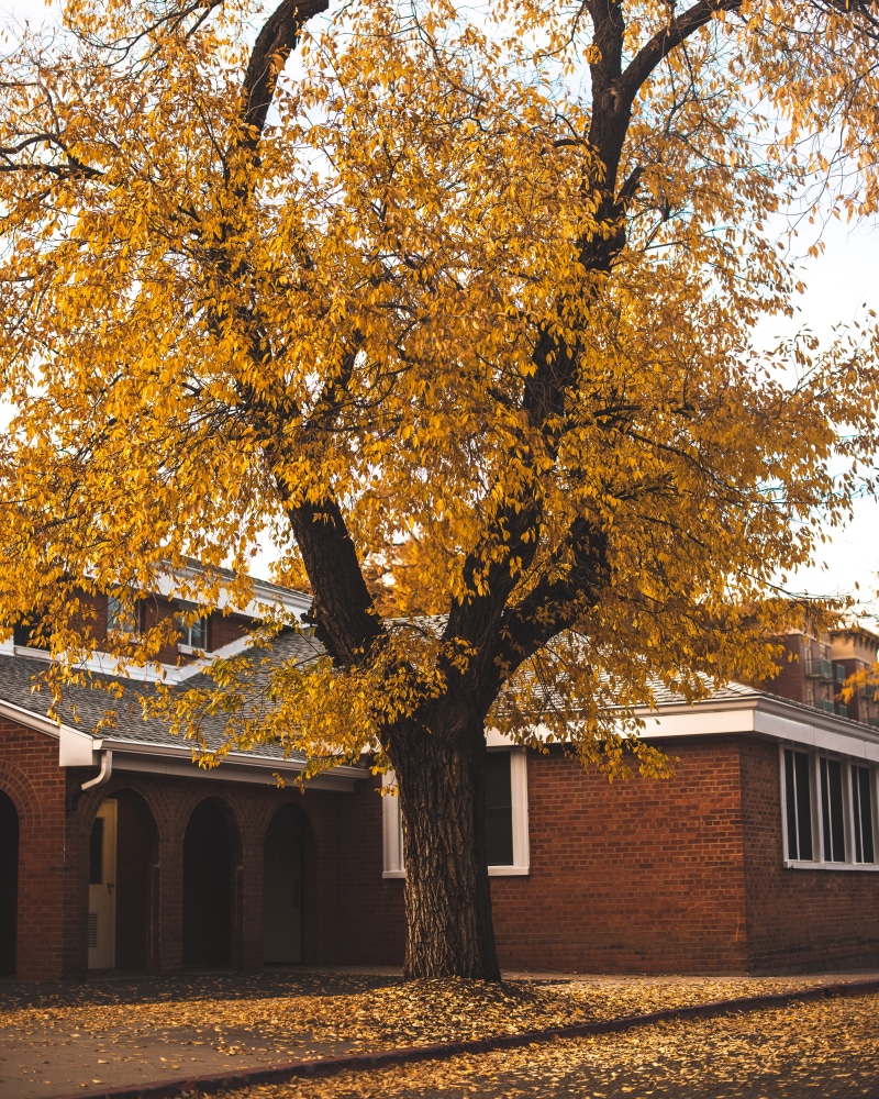 building, nature, maple, plant part, tree, autumn, yellow, growth, coupe, walkway, outdoors, plant, day, asphalt, architecture, united states, sports car