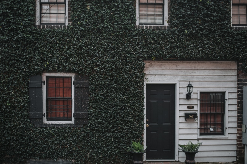 day, city, brick, ivy, creeper plant, wood, residential district, no people, architecture And Buildings, green, facade, window, framed, outdoors, leafed