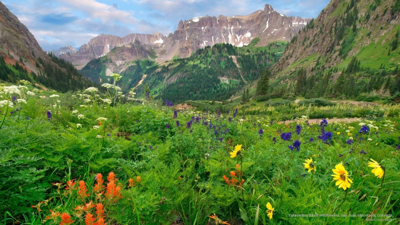 mountains, boy, wildflowers, basin, yankee, juan, colorado, san, 2K, Spring/Summer