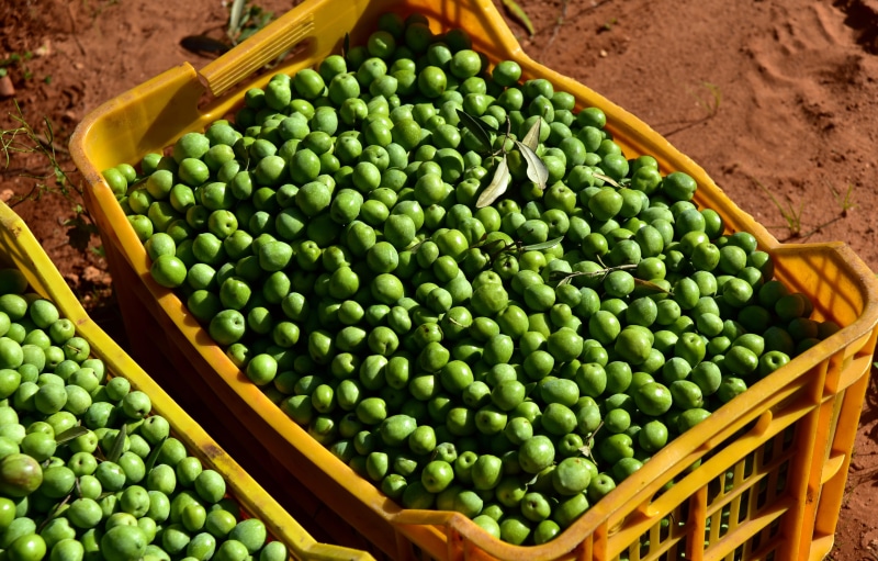 market stall, freshness, for sale, close up, day, agriculture, small business, sicily, wellbeing, harvest, no people, eat, 5K, container, high angle view
