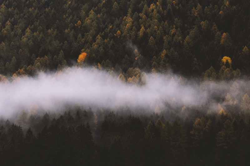 beauty in nature, 5K, explore more, white, tree, nature green, land, fog, non-urban scene, tranquil scene, change, plant, idyllic, explore, autumn, fall