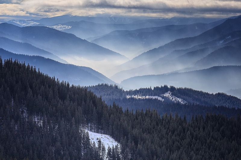 woodland, mountains, pine tree, environment, scenics - nature, outdoors, nature, coniferous tree, fog, morning, snowcapped mountain, forest, winter, Romania