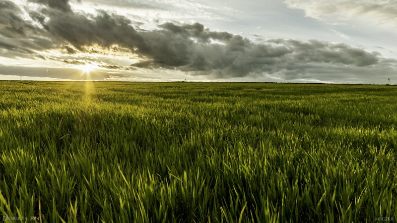 land, green color, cloud - sky, tranquil scene, Romania, 4K, clouds, landscape, tranquility, cereal plant, plant, outdoors, Sun, field, crop, growth, sunlight