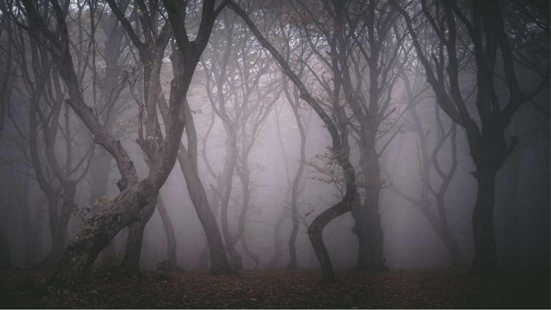 beauty in nature, trees, hazy, tranquility, non-urban scene, land, nature, no people, outdoors, tree trunk, hoia baciu forest, tree, winter, branch, europe