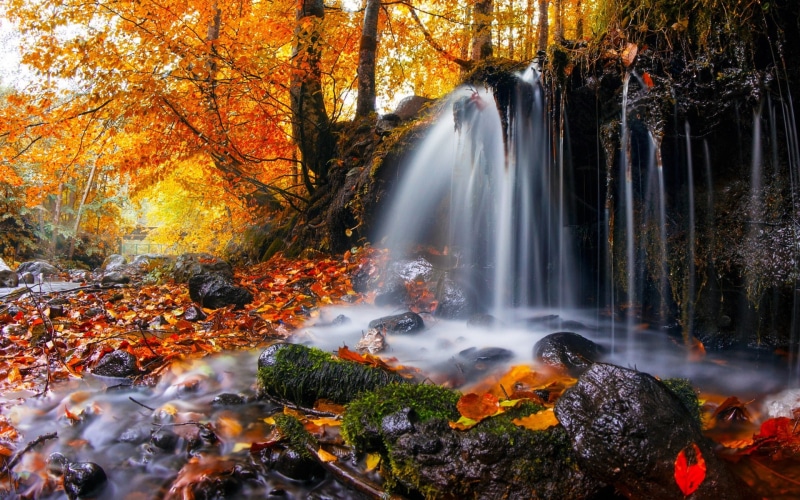 leaves, moss, nature, fall, 1080P, trees, waterfall, Romania, landscape