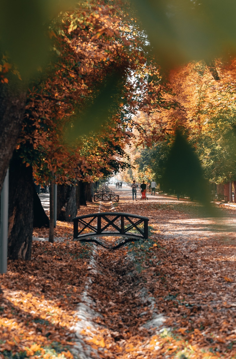 bench, day, fall, black, tranquility, nature, bridge, outdoors, person, tree, park - man made space, growth, grove, metal, conifer, land, autumn collection