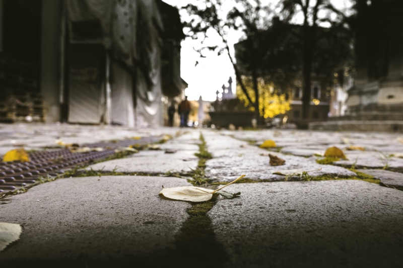 nature, plant, low, built structure, 5K, day, city, outdoors, fall, cluj-napoca, direction, autumn, focus on foreground, macro, road, trees, romania, closeup
