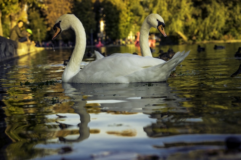 reflection, zoology, animal wildlife, bird, opera maghiara est, no people, swimming, lake, heads, romania, animal neck, animal, mute swan, nature, group of animals