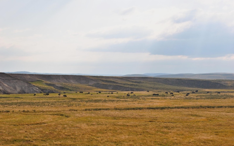 hills, roaming, 2K, rolling, bison, animals, prairie, rural, field
