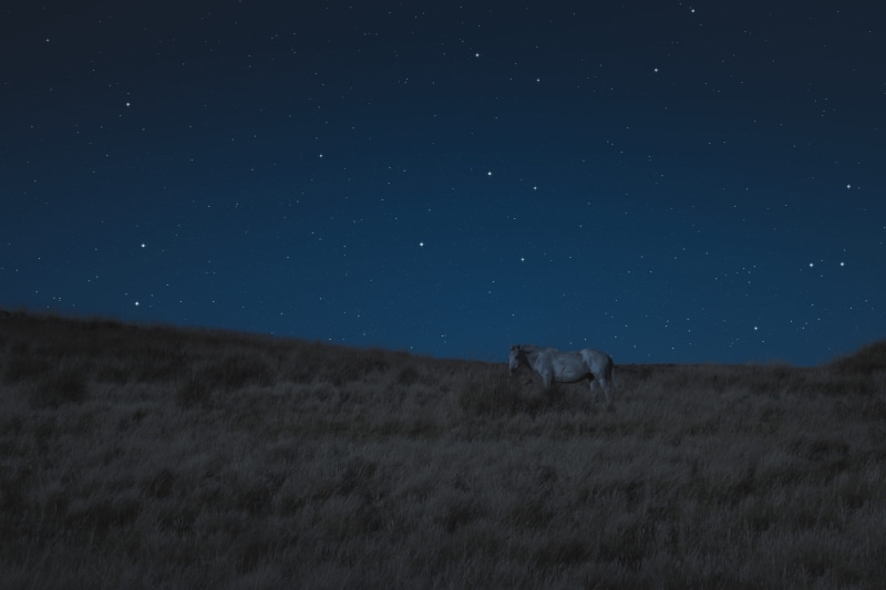 green, environment, wildlife, field, animal, stars, sky, wild, folk, horse, 2K, brown, star field, beauty in nature, space, astronomy, night, nighttime