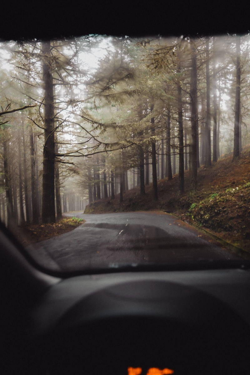 streets, road trip, surrounded, mode of transportation, car interior, the way forward, land vehicle, 5K, no people, fog, car, tree, transparent, vehicle interior