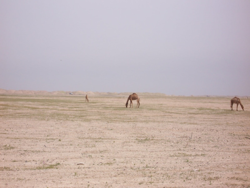 Kuwaiti, camels, roaming, Kuwait, places, hd, nature, deserts, art, 1080P, desert