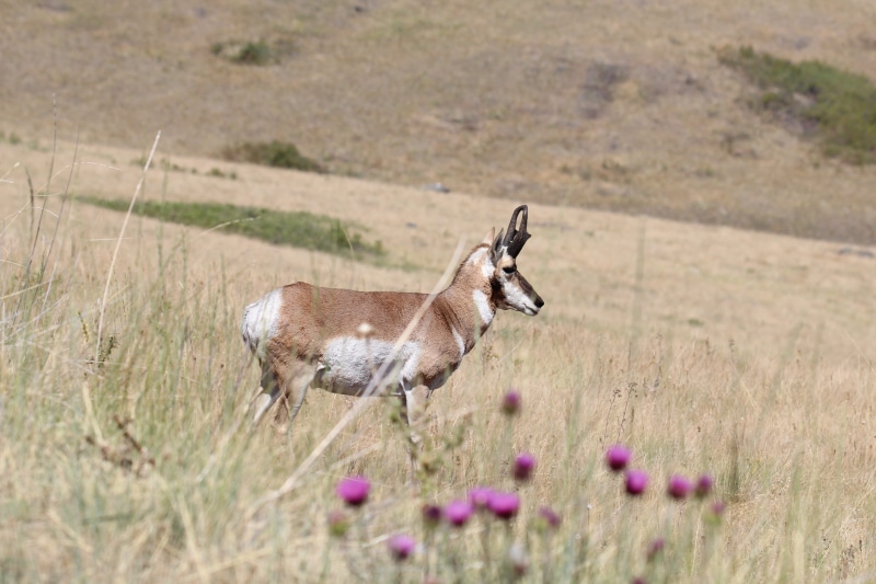side view, field, domestic animals, wild, grassland, one animal, vertebrate, plains, deer, flowering plant, pronghorn, land, mammal, herbivorous, day, antelope