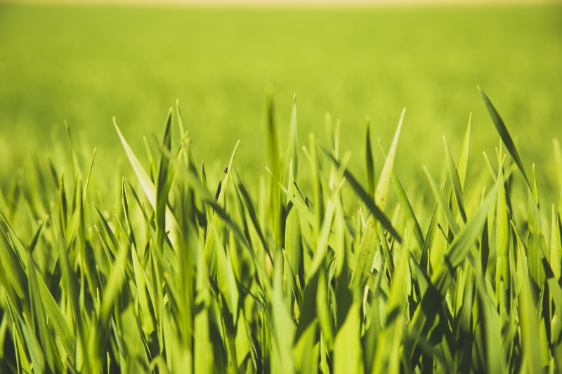 macro, full frame, 5K, land, alsace, bright, landscape, france, rural scene, growth, day, selective focus, green, roam, crop, outdoors, blade of grass